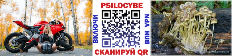 где купить   Михайловск  Псилоцибиновые грибы мицелий 